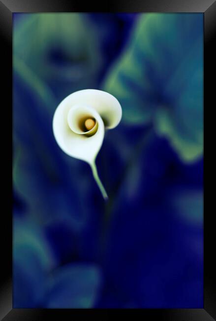 Cala lily Framed Print by Phil Crean