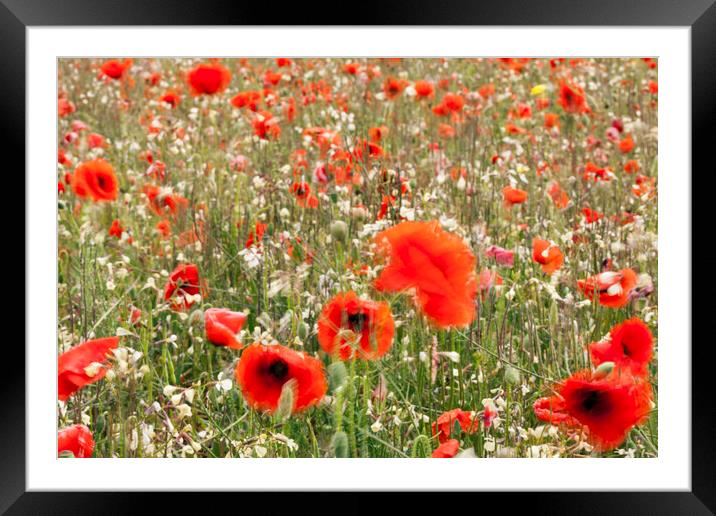 Poppy field Framed Mounted Print by Phil Crean