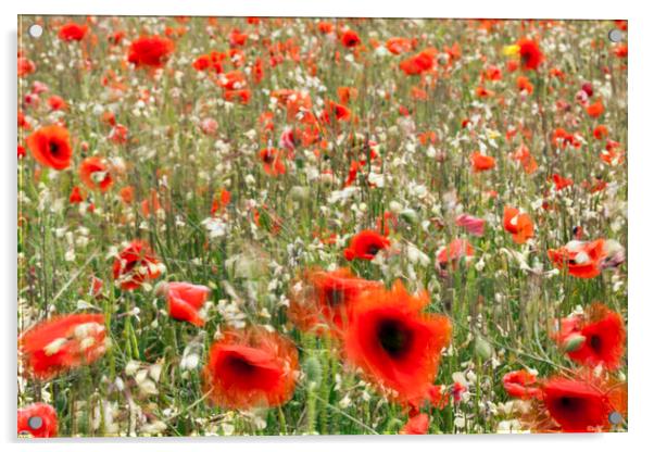 Poppy field Acrylic by Phil Crean