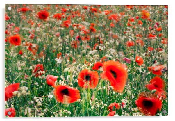 Poppy field Acrylic by Phil Crean