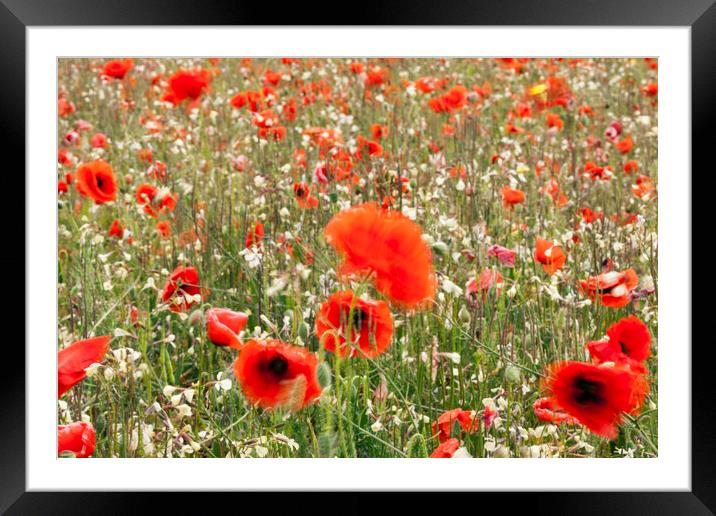 Poppy field with red poppies blowing in the wind Framed Mounted Print by Phil Crean