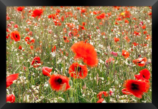 Poppy field with red poppies blowing in the wind Framed Print by Phil Crean
