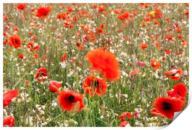 Poppy field with red poppies blowing in the wind Print by Phil Crean