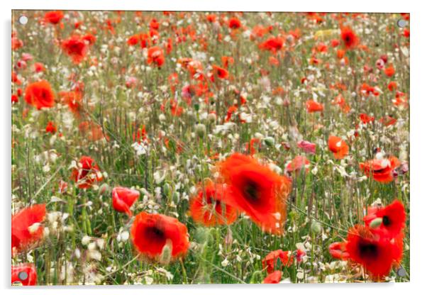 Poppy field with red poppies blowing in the wind Acrylic by Phil Crean