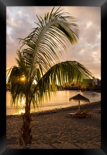 Palm tree on Playa San Juan beach, Tenerife Framed Print by Phil Crean