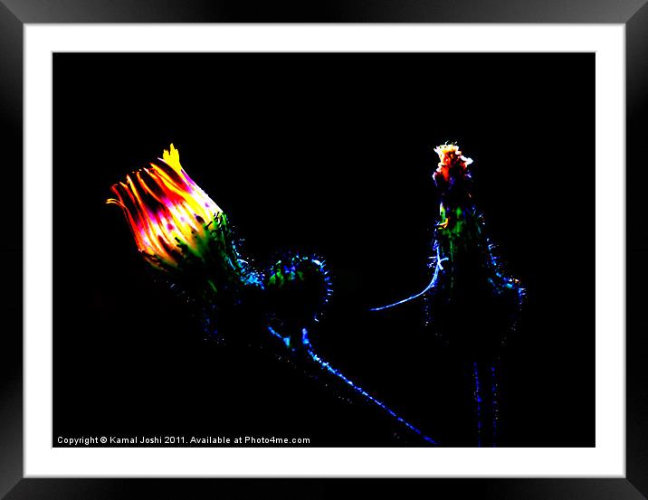 Glowing Flower Framed Mounted Print by Kamal Joshi