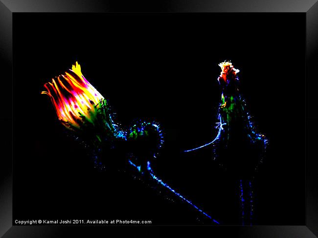 Glowing Flower Framed Print by Kamal Joshi