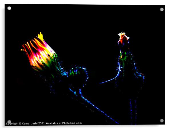 Glowing Flower Acrylic by Kamal Joshi