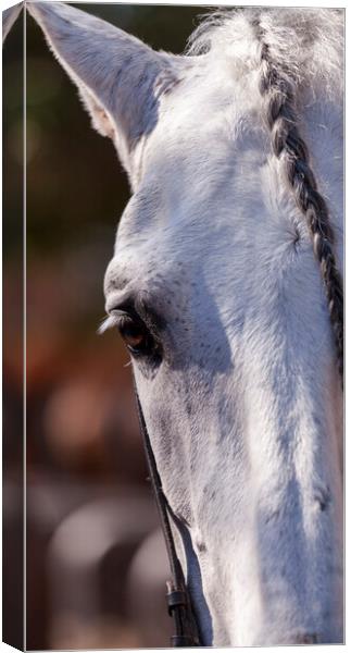 A close up of a horse that is looking at the camera Canvas Print by Phil Crean
