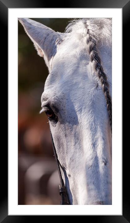 A close up of a horse that is looking at the camera Framed Mounted Print by Phil Crean