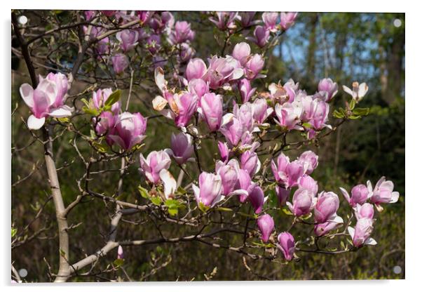 Magnolia Flowers Acrylic by Artur Bogacki