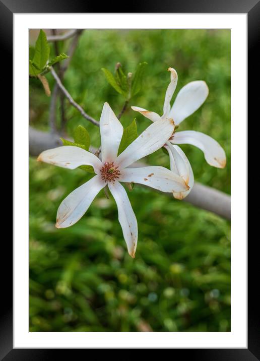 Magnolia Kobus Flowers Framed Mounted Print by Artur Bogacki