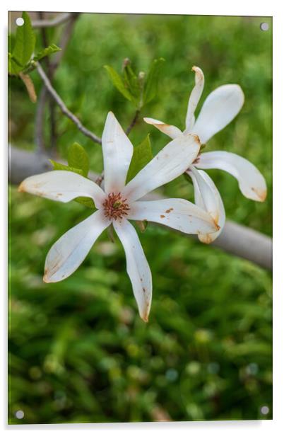 Magnolia Kobus Flowers Acrylic by Artur Bogacki