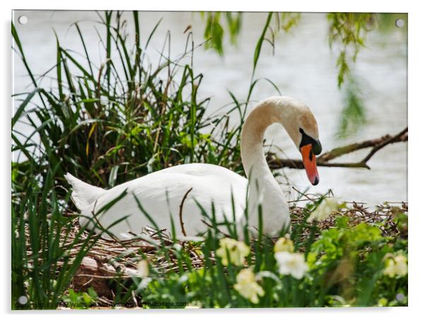 Nesting Swan Acrylic by Sally Wallis