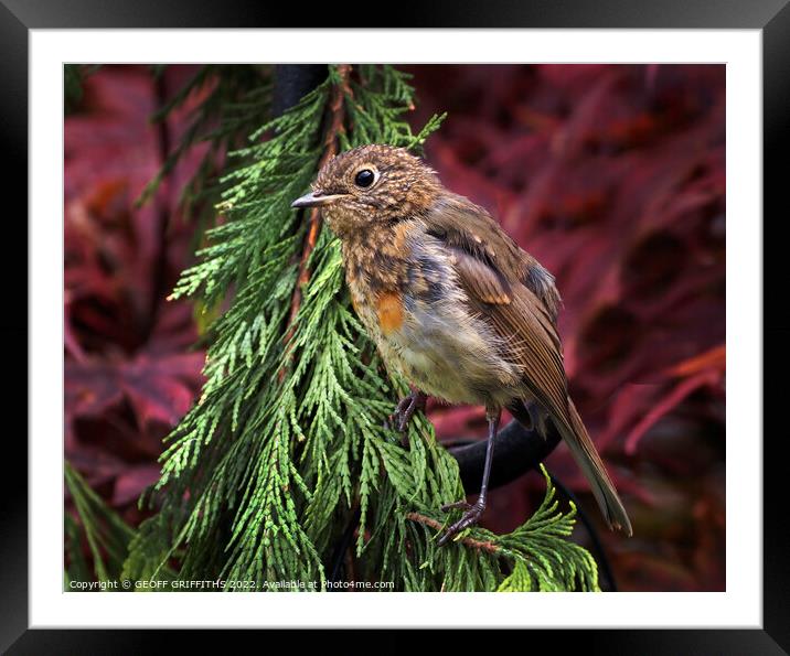Baby Robin Framed Mounted Print by GEOFF GRIFFITHS