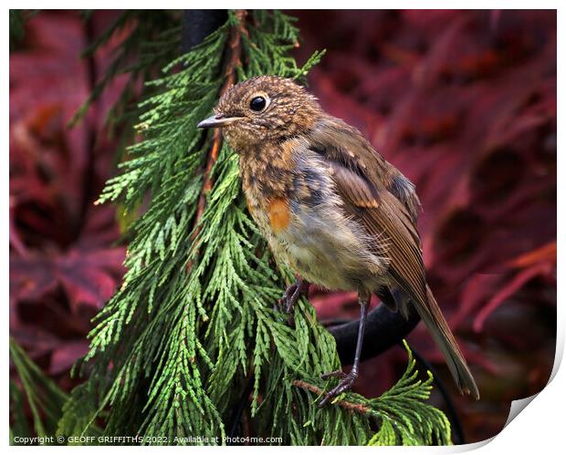 Baby Robin Print by GEOFF GRIFFITHS