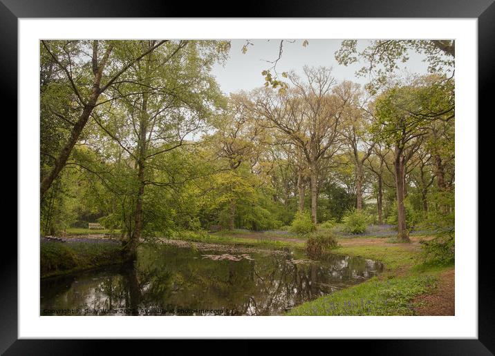 Woodland pond  Framed Mounted Print by Sally Wallis