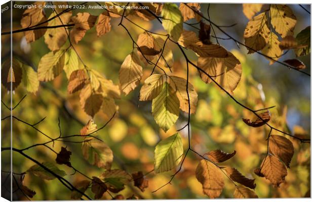 The beauty of autumn Canvas Print by Kevin White