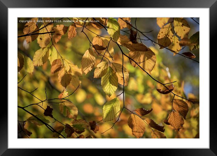The beauty of autumn Framed Mounted Print by Kevin White