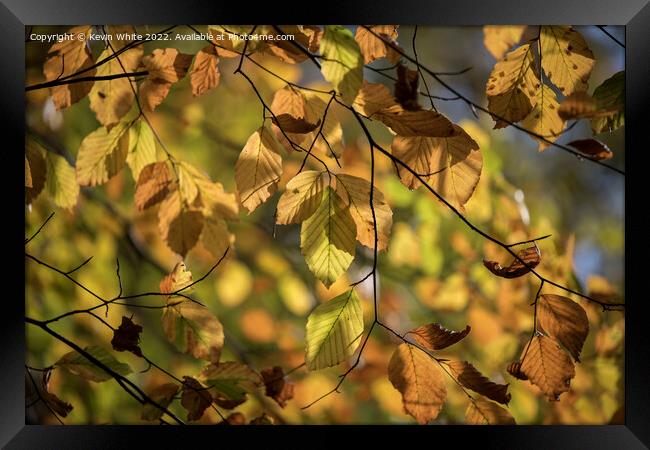 The beauty of autumn Framed Print by Kevin White