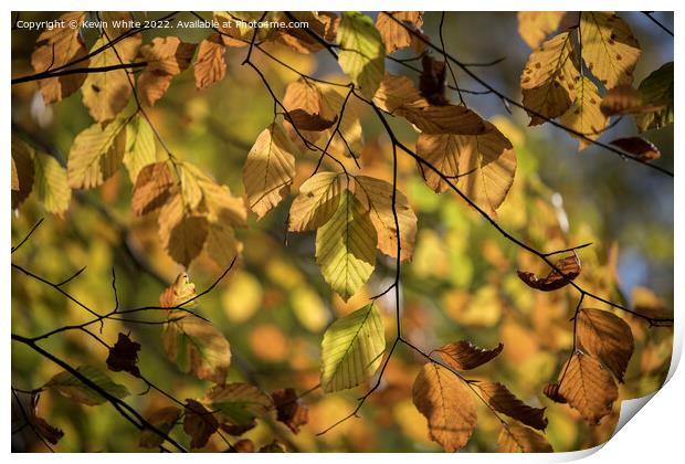 The beauty of autumn Print by Kevin White
