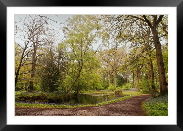 Woodland pond in Spring Framed Mounted Print by Sally Wallis