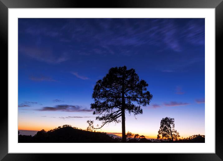 Canarian pine tree twilight Tenerife Framed Mounted Print by Phil Crean