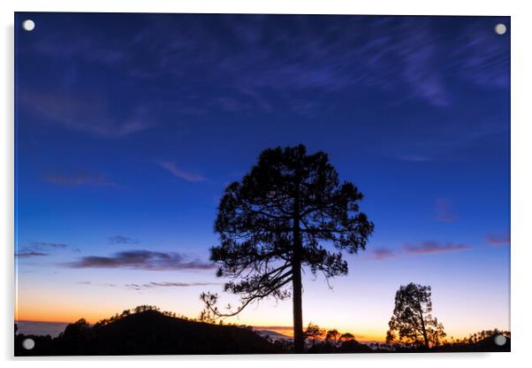 Canarian pine tree twilight Tenerife Acrylic by Phil Crean