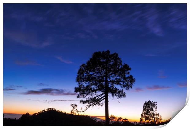 Canarian pine tree twilight Tenerife Print by Phil Crean