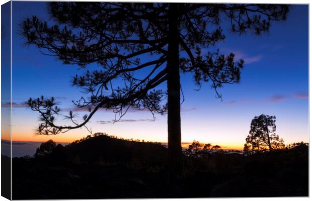 Canarian pine tree twilight Tenerife Canvas Print by Phil Crean