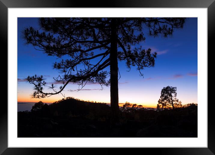 Canarian pine tree twilight Tenerife Framed Mounted Print by Phil Crean