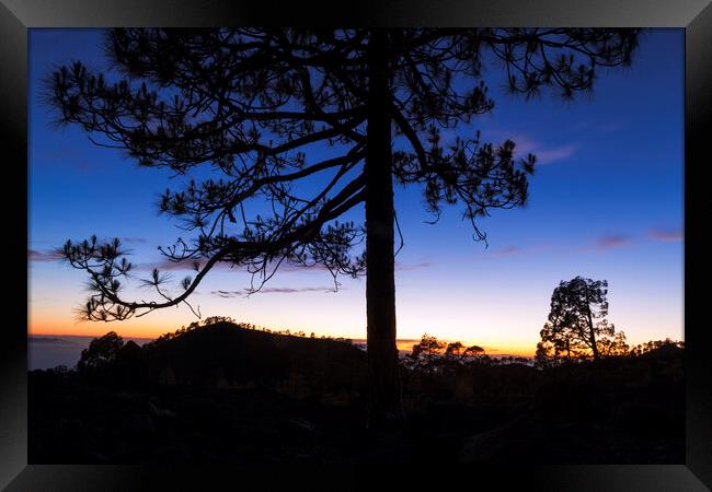 Canarian pine tree twilight Tenerife Framed Print by Phil Crean