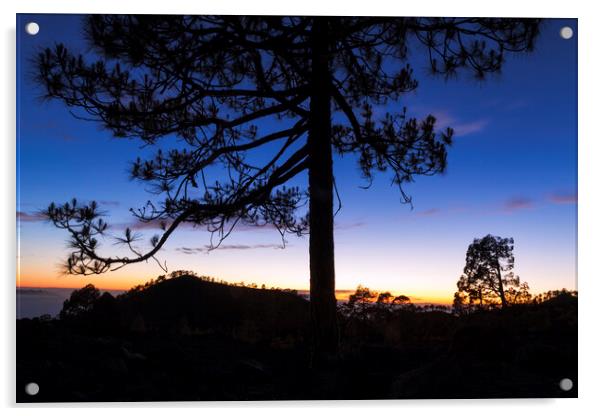 Canarian pine tree twilight Tenerife Acrylic by Phil Crean