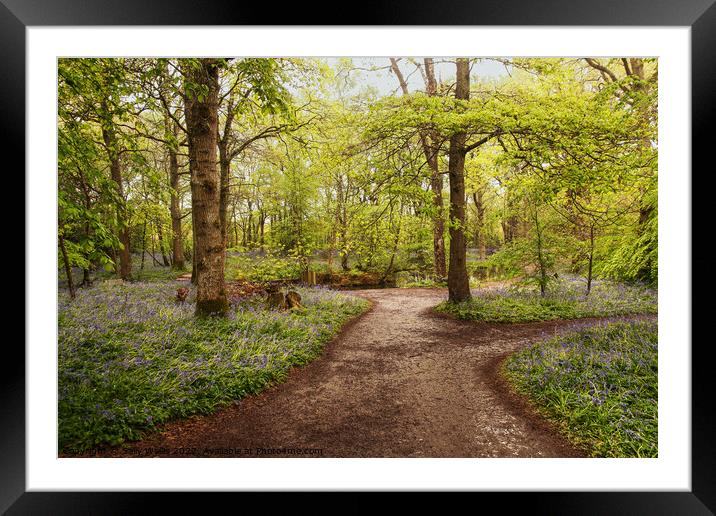 Wet paths through wet woodland Framed Mounted Print by Sally Wallis