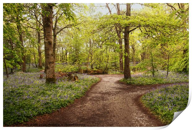 Wet paths through wet woodland Print by Sally Wallis