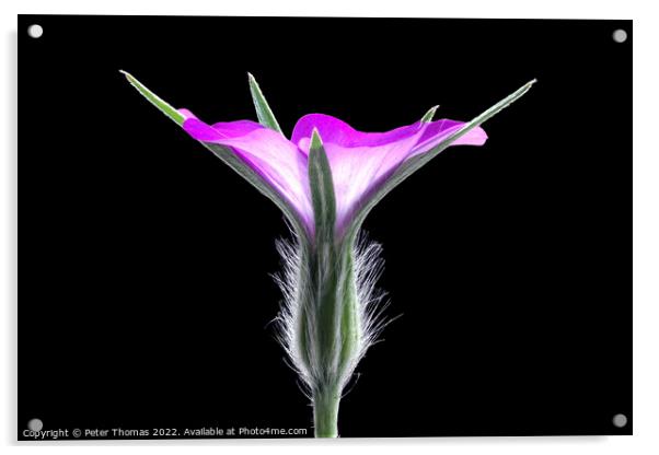 Corncockle; agrostemma githago Acrylic by Peter Thomas