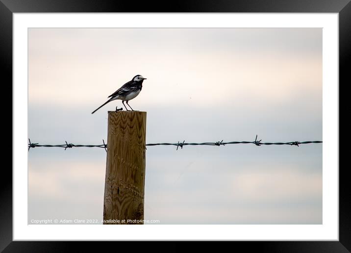 Majestic Wagtail on a LilyTopped Perch Framed Mounted Print by Adam Clare