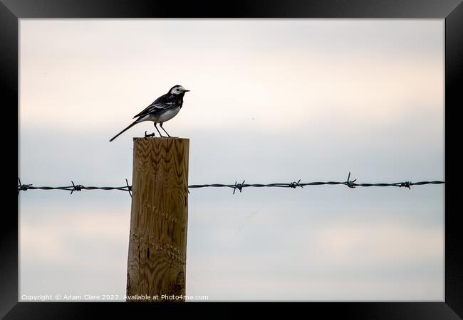 Majestic Wagtail on a LilyTopped Perch Framed Print by Adam Clare