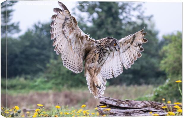 'Eurasian Eagle-Owl: Europe's Predatory Presence' Canvas Print by Holly Burgess