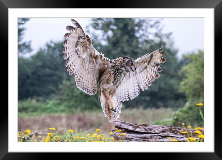 'Eurasian Eagle-Owl: Europe's Predatory Presence' Framed Mounted Print by Holly Burgess