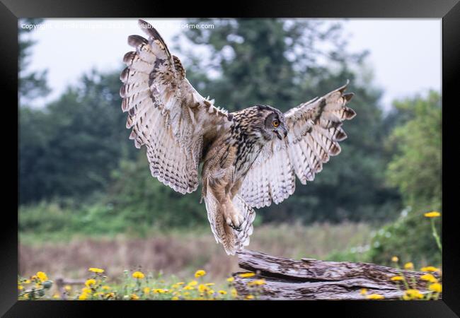 'Eurasian Eagle-Owl: Europe's Predatory Presence' Framed Print by Holly Burgess