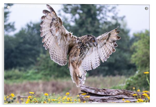 'Eurasian Eagle-Owl: Europe's Predatory Presence' Acrylic by Holly Burgess