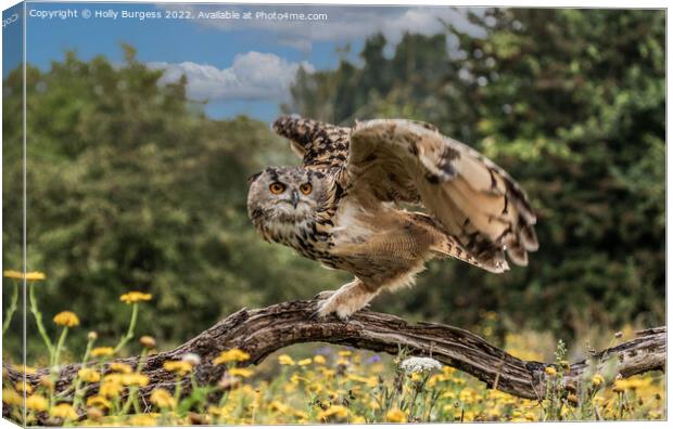 'Eagle Owl's Enthralling Flight' Canvas Print by Holly Burgess