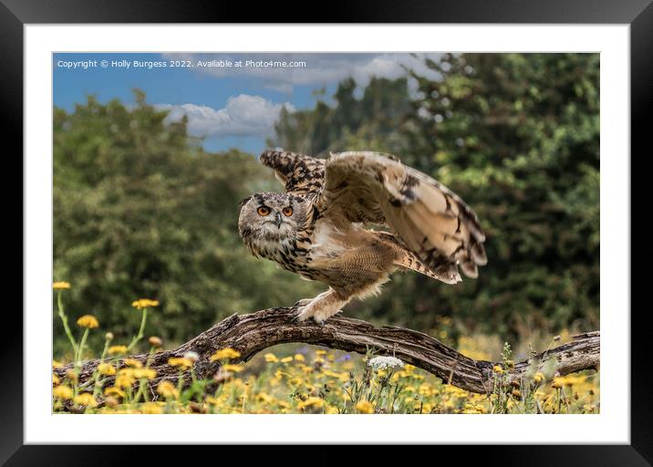 'Eagle Owl's Enthralling Flight' Framed Mounted Print by Holly Burgess