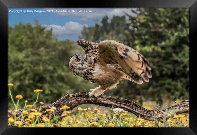 'Eagle Owl's Enthralling Flight' Framed Print by Holly Burgess