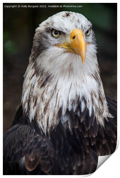 Portrait of Bald  Eagle sitting proud  Print by Holly Burgess