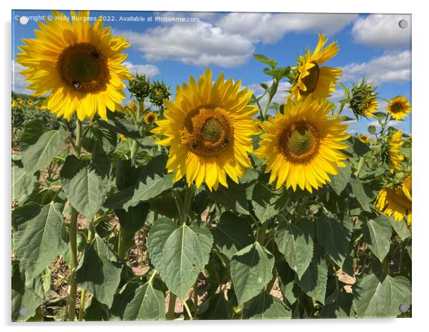 Dancing Sunflowers Under a Summer Sky Acrylic by Holly Burgess