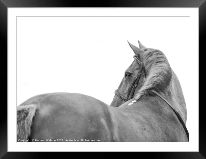 Horse Mono Portrait 1 Framed Mounted Print by Hannah Watson