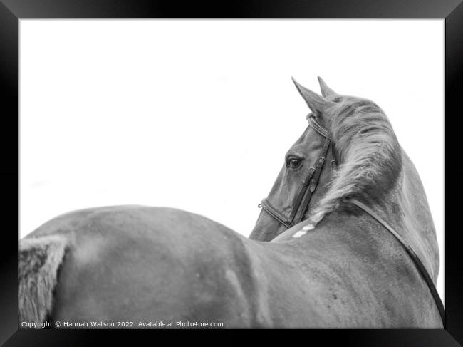 Horse Mono Portrait 1 Framed Print by Hannah Watson