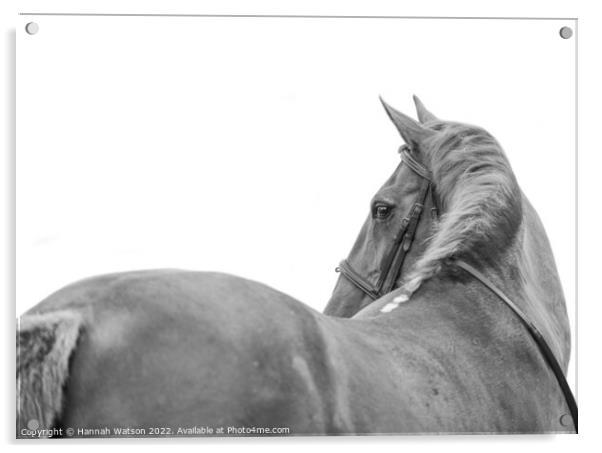 Horse Mono Portrait 1 Acrylic by Hannah Watson